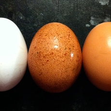 ما الفرق بين البيض العضوي والبيض العادي