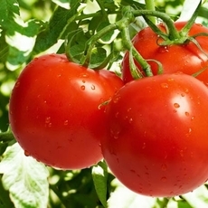 ما الّذي يميّز الطماطم العضويّة؟