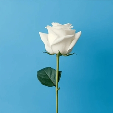 ما معنى الورد الابيض؟