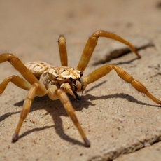 ما تفسير حلم العنكبوت الكبير في المنام؟