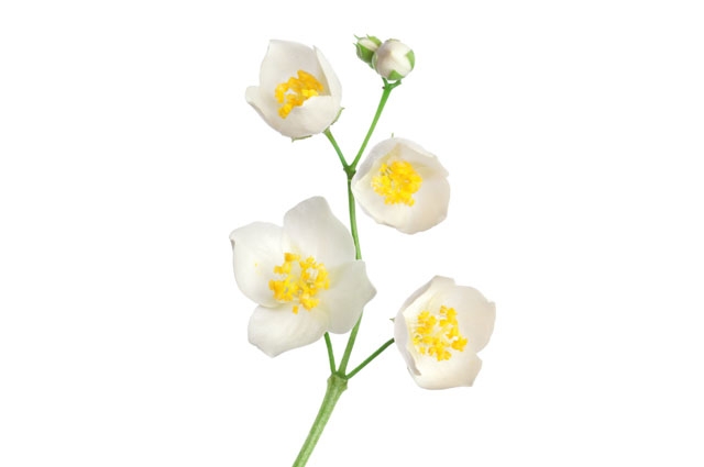عطر Benevolence وتأثير ساحر