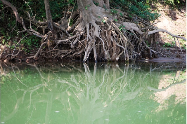 Root Water لعلاج حب ااشباب