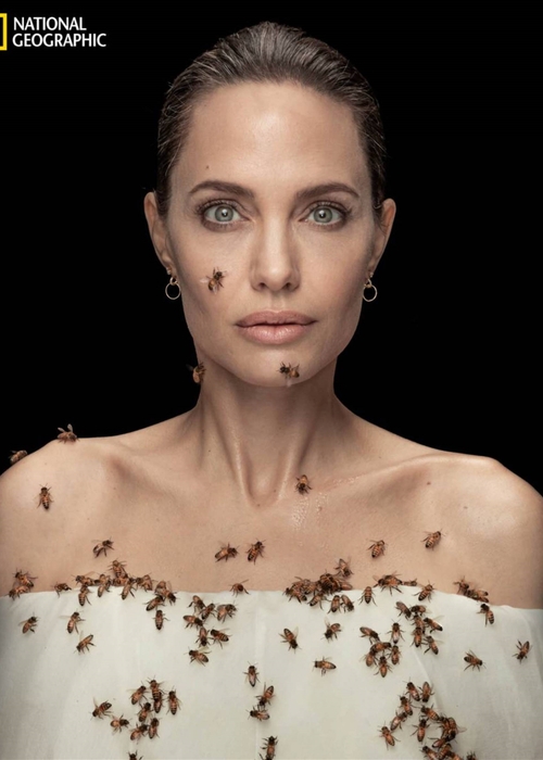 النّحل يغطّي Angelina Jolie… فما السبب؟!