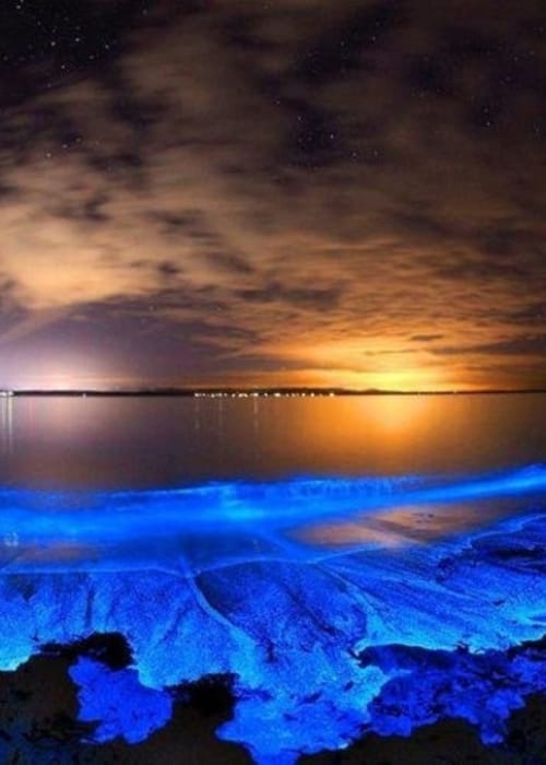 بحر النجوم في جزر المالديف قطعة من الجمال