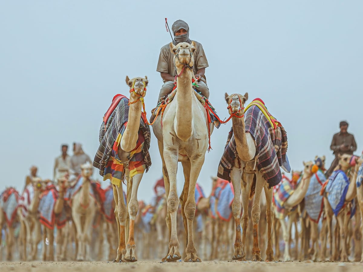 مهرجان ولي العهد السعودي للهجن برعاية سموّه