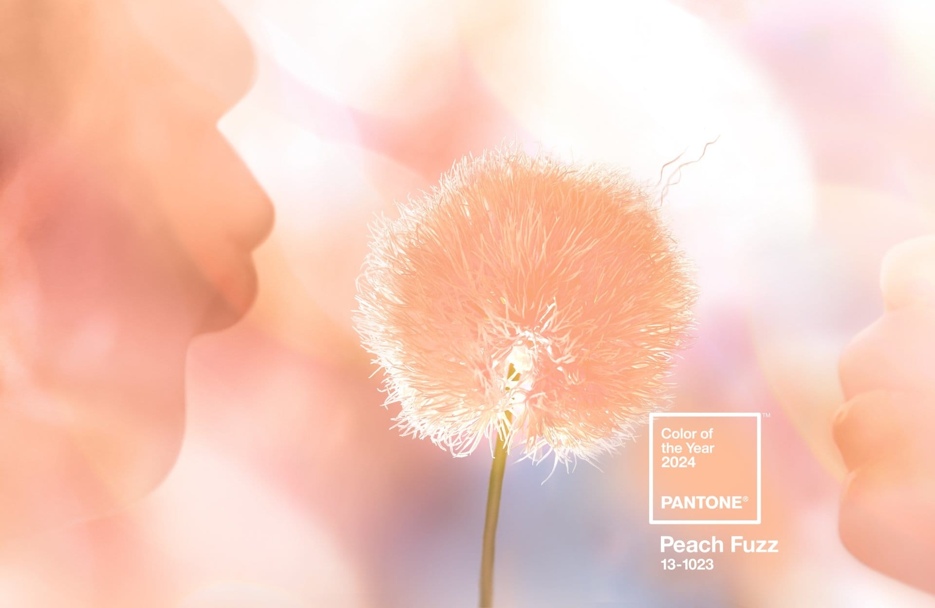 المعنى وراء Peach Fuzz لون “بانتون” لعام 2024