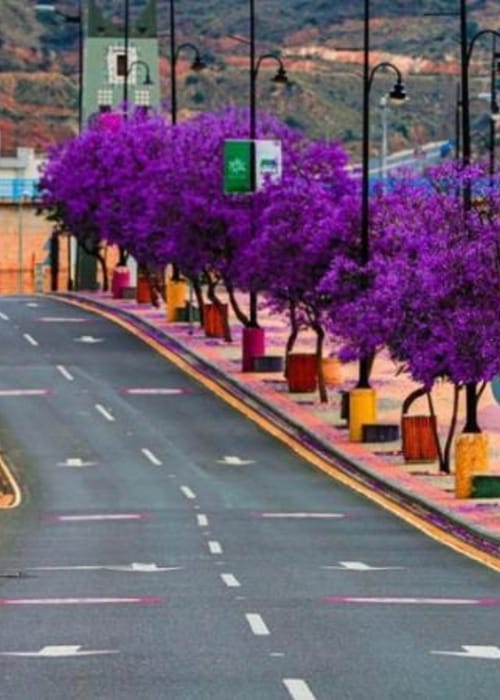 أبها من المدن السياحية في المملكة العربية السعودية