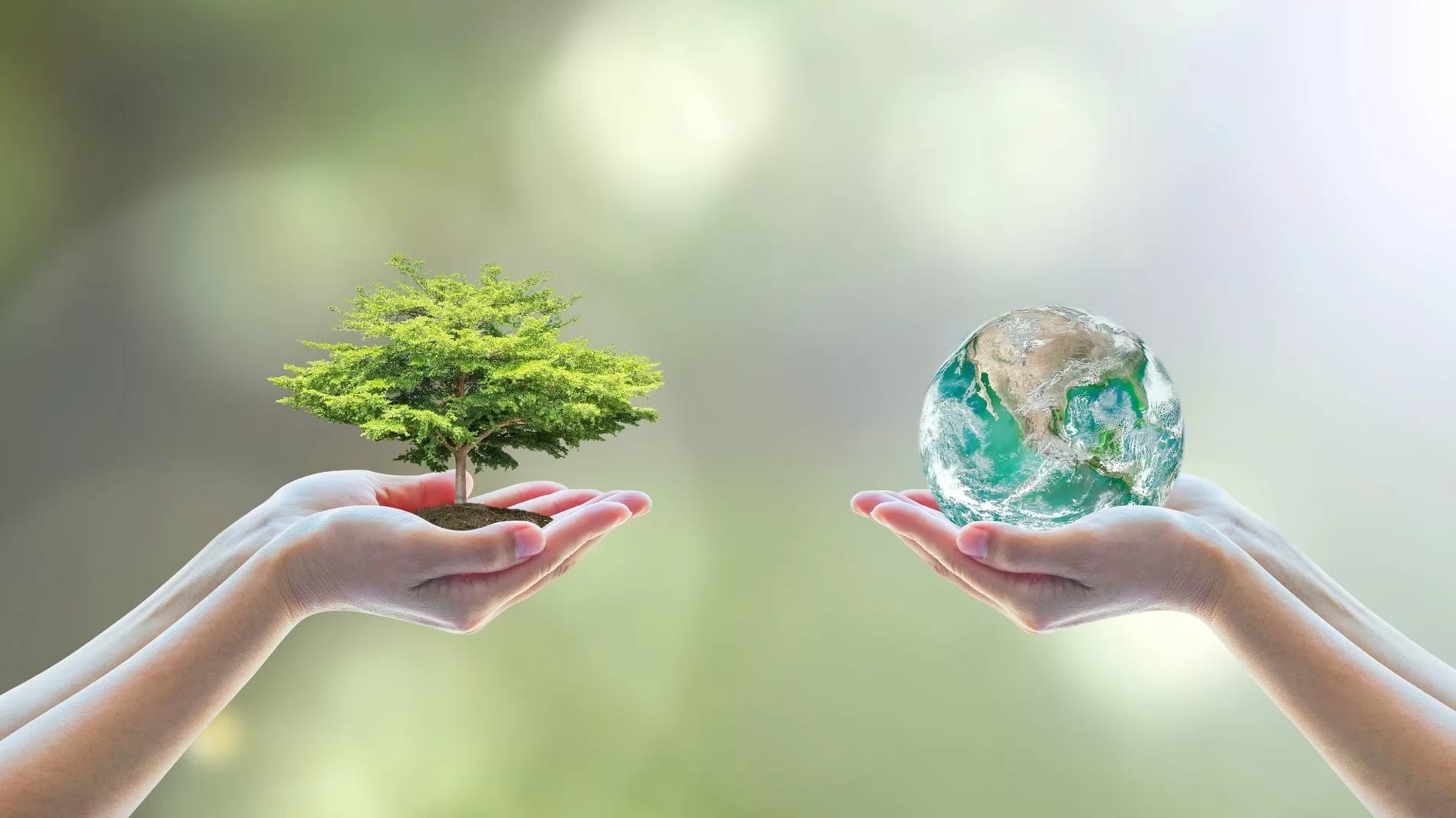 تجديد عام الإستدامة في الإمارات العربية المتحدة