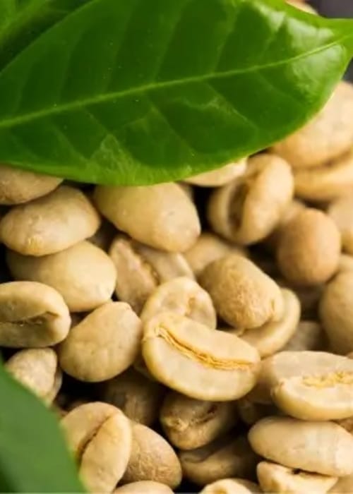تجربتي مع القهوة الخضراء للتخسيس