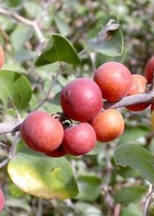 ما هو تفسير رؤية السدر المطحون في المنام؟