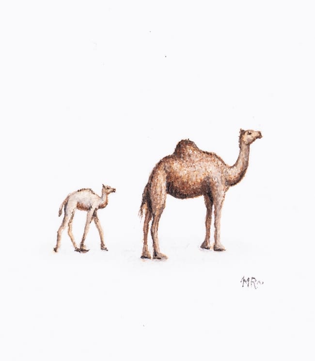 صورة 8