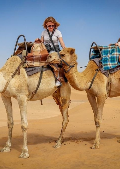 تفسير حلم الجمل يلاحقني في المنام​