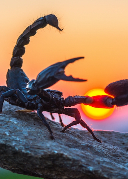 ما تفسير حلم لدغ العقرب في اليد؟