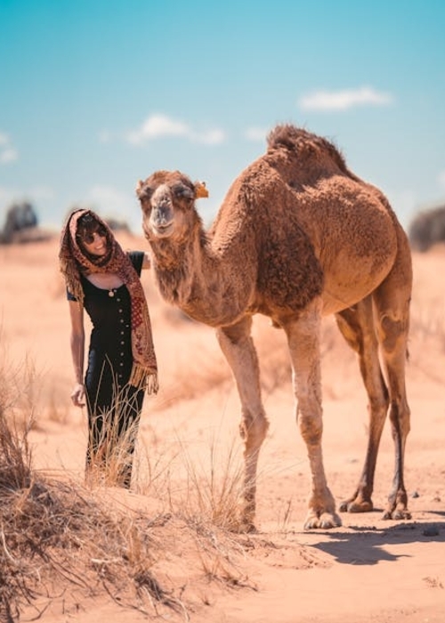 ما تفسير حلم الناقة تطاردني؟