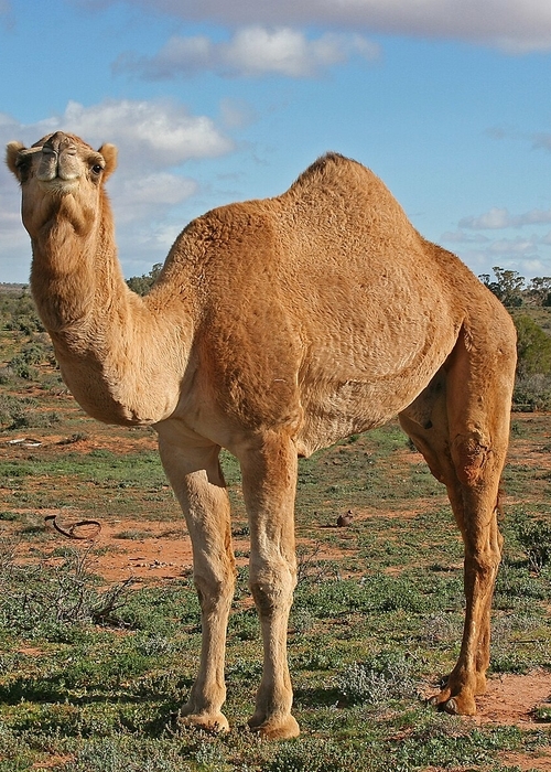 ماذا يعني حلم الهروب من الجمل في المنام؟