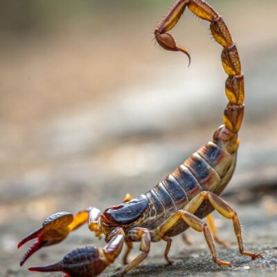 تفسير حلم العقرب الصفراء وقتلها