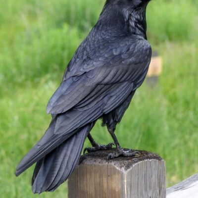 تفسير حلم الغراب... لماذا تثير هذه الرؤية الخوف؟